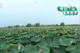 衡水湖: 一湖清水 万顷碧波图片