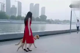 热巴在遛狗，路人纷纷瞄一眼？视频封面