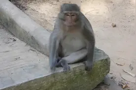 猴子有时候也人一样需要思考，没人知道它想什么