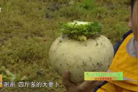 这个萝卜好在哪里？能成为国家地理标志产品，你吃过吗视频封面