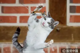 德国：猫咪逗弄老鼠兴趣盎然 “盘中餐”难逃魔掌图片