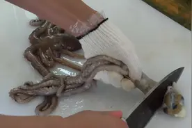 韩国厨师手艺娴熟，将小章鱼切成小碎片，章鱼居然还能蠕动！视频封面