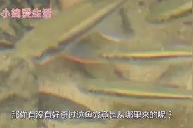 为什么一场大雨过后，水坑里会凭空长出鱼？来看看科学的解释吧视频封面