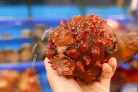 据说这种东西叫海菠萝，处理干净后称得上是美味啊