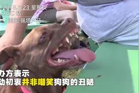 丑出新高度！斗牛犬地包天拖地长舌丑压群犬获冠军视频封面