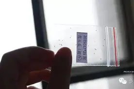 [播种记录] 春播生石花真的是一个细致活~图片