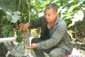 临沂郯城归昌乡500亩大棚有机葡萄即将上市图片