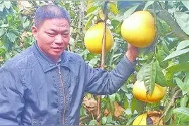 时令已过 八九万斤柚子还挂树头图片
