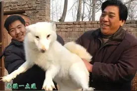 狐狸养殖养殖狐狸的致富经--把握市场脉搏赚钱很容易图片