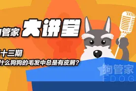 为什么狗狗毛发里总是有皮屑？图片