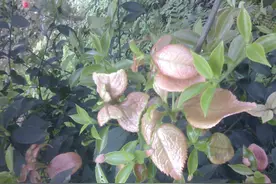 你知道茶耳、茶泡吗？没有吃过的童年不是农村孩子的童年图片