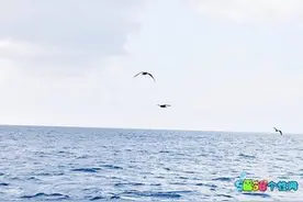 谈恋爱的过程就像剥洋葱，到时候了就会让你泪流满面。图片
