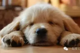 关于狗狗做梦的疑点解答，快戳进来看看吧！图片