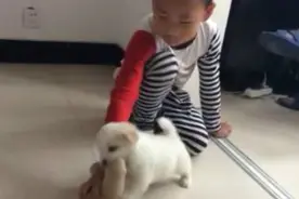 小萌狗跟小主人抢玩具熊，咬住就不松口，还发出威胁之声视频封面