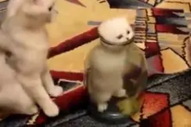 小猫钻进瓶里出不来，猫妈妈着急却没办法，聪明猫咪自己出来了