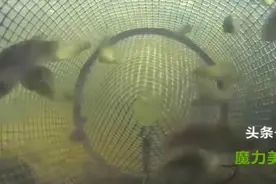 水下实拍鱼笼捕鱼的整个过程，可算是知道鱼是怎么进去的！图片