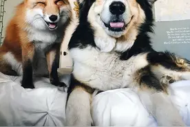 狐狸爱上了狗，你们说会幸福吗？图片
