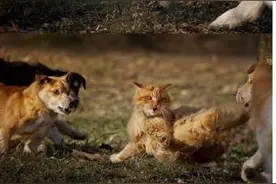 这只猫咪简直是只小老虎啊，太威武了图片