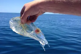 海中垂钓捕获见所未见的生物，全身通透美得就像艺术品图片