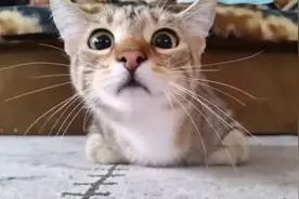 《猫咪看恐怖片》萌猫一脸惊恐陪看萌度满点图片