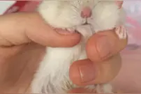 仓鼠的基础饲养图片
