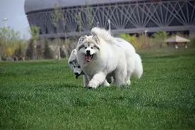 如果狗狗不小心食物中毒，这种方法才能保证可以救狗狗一命图片