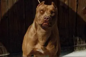 动物咬合力排行榜！贝爷怎么可能落榜？！图片