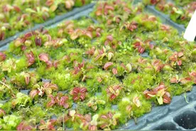 食虫植物是什么？11个入门级食虫植物品种图片