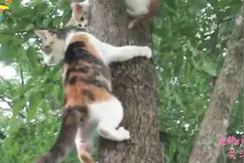小猫爬到树上下不来，母猫上去营救不成功，最后小猫学习母猫下树视频封面