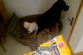 两只狗狗被抓包偷吃洁牙骨，决定假装主人不存在，太逗了图片
