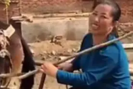 东北大妈不考驾照，改开马车！大妈太逗了、赞！视频封面