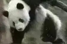 开心一刻｜大~河~向东流啊，霸气的汉子没男友啊！图片
