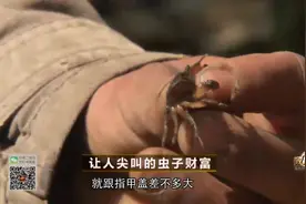 山螃蟹80块一斤！想抓却去山上找，你觉得好吃吗？视频封面