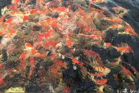 让爱鲤更有安全感，西安小袁细说氧气对锦鲤各方面的的作用图片