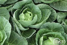 卷心菜栽培要点图片