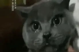 搞笑精选：这就是猫吃了很多辣椒的后果图片