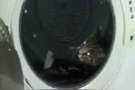 男子把女友猫咪放洗衣机搅拌，还叫人必须看！图片
