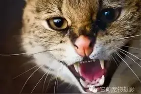 你对猫的了解有多少呢？图片