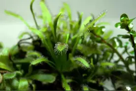 造景——草缸水上叶和食虫植物的邂逅~图片