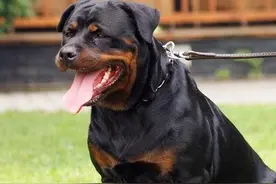 杰出的警犬与杰出的家用犬种-罗威纳犬简介图片