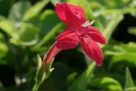 红花芦莉，红花还需绿叶相配，才美图片