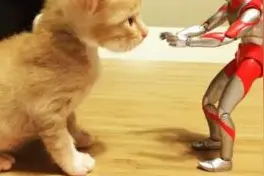 猫咪、奥特曼成长记，你跟你家的宠物找玩伴了吗？图片