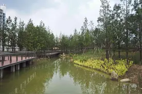 （原创）点滴纪实——宁波高新区滨江绿带二三期（工程进展实拍）图片