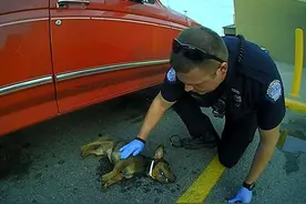 狗狗悬挂车窗外奄奄一息，警察小哥跪下为其心肺复苏图片