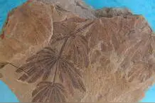 地球上已经灭绝的植物.......图片
