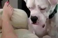 狗狗见面为何会打架？主人应对呢？图片