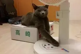 为了有空调吹，猫咪也是拼了图片