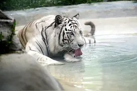 成都动物园里动物们怎么了？熊猫脏、老虎瘦、河马臭······图片