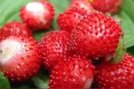 食记 | 蛇泡，据说蛇爬过蛇舔过，你还敢吃吗？图片