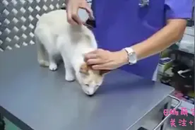 猫咪被夹子夹住脖子后一动不动，拿开夹子就瞬间起身视频封面